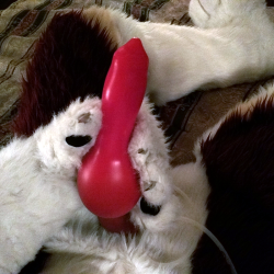 Fetish Zone "Kadahr" Inflatable K9 Dildo