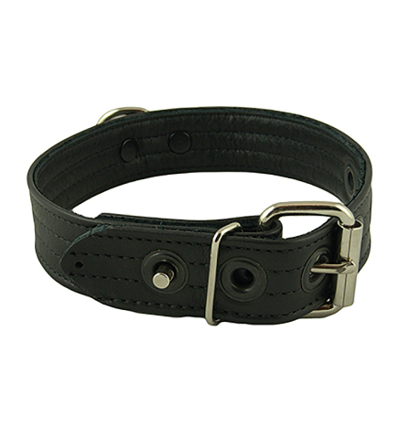 Mr. S Puppy Collar
